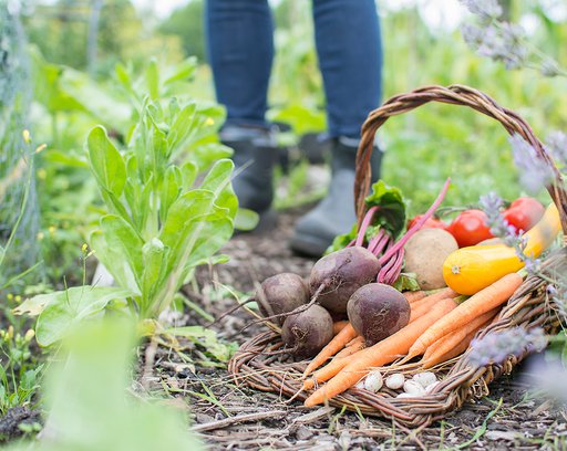 fresh organic vegetables in trug basket on allotment